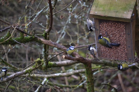 Lots of birds on a feeder
